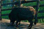 《Valheim:英灵神殿》全生物怪物属性特点一览