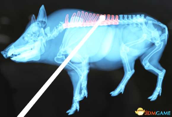 猎人荒野的呼唤个动物秒杀位置介绍