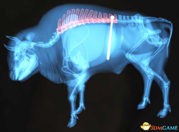 猎人荒野的呼唤个动物秒杀位置介绍